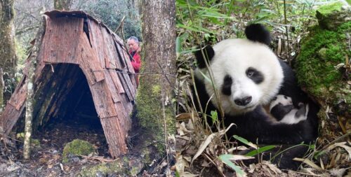 panda och bo En man i röd jacka står bredvid en trähydda i skogen till vänster, och en panda sitter bland bambu och gräs till höger.