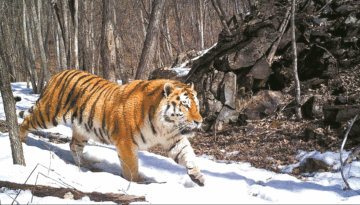 En tiger går genom en snötäckt skog med träd och stenar i bakgrunden.