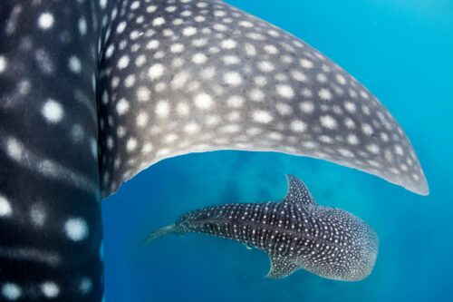 Whale sharks (Rhincodon typus) swimming around Cebu – Philippine Whale sharks (Rhincodon typus) swimming around Cebu - Philippines © Vincent Kneefel / WWF