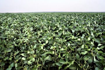 Sojaodling i Brasilien. Vanlig råvara för produktion av bioenergi.