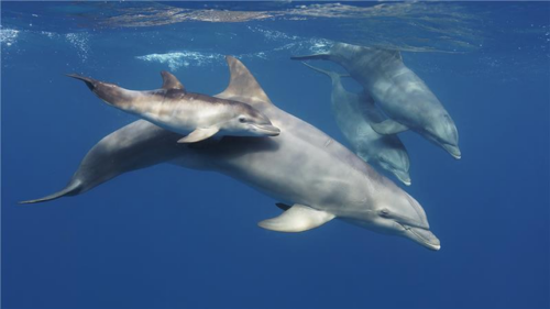 iCCkrytfTg2nGdftdMFC_2jxI28xdRq2DlqeWOhnT_globala-havsavtalet(2) En delfin simmar med sin unge i klart blått vatten, medan två andra delfiner syns i bakgrunden.
