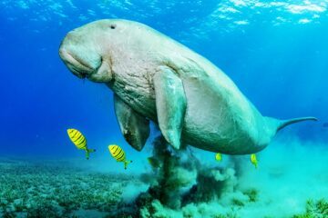 Dugong i blått vatten och gula fiskar simmandes omkring den.