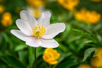 En vitsippa i närbild. Smörblomma i bakgrunden