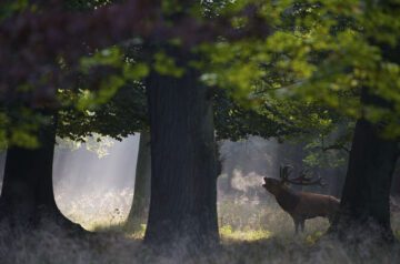 En kronhjort bland stora träd.