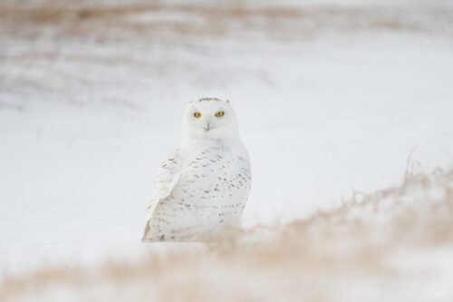 © Sarah Pietrkiewicz, En fjälluggla tittar mot kameran, med vitt landskap.