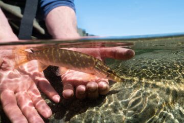 En hand håller en liten fisk i klart vatten nära vattenytan med blå himmel i bakgrunden.
