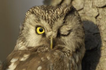 © Staffan Widstrand / WWF Närbild på pärluggla med ena ögat stängt, ena öppet.