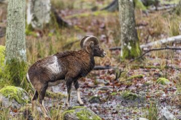 Mouflon (Ovis orientalis).Eriksberg game reserve. Mufflonfår i skogen.