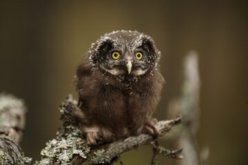 © Ola Jennersten / WWF-Sweden Pärluggla sitter på en gren, blicken in i kameran.