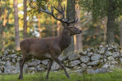en kronhjort i profil, i bakgrunden syns en stenmur och barrskog.