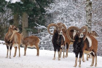 pixel-mixer-mouflon-1975809 Flera mufflonfår i snön, med snöklädda träd i bakgrunden.