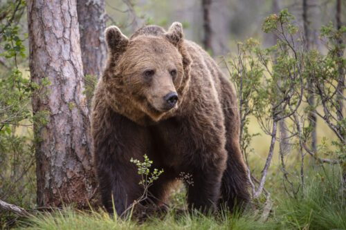 Brunbjörn (Ursus arctos) WW2138277 Brunbjörn i skogen i Finland.