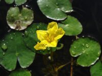 littlethought-sea-pot-603301_1920 Närbild på växten sjögull. Växten har en gul blomma och mörkgröna bland. Den växer i vatten.