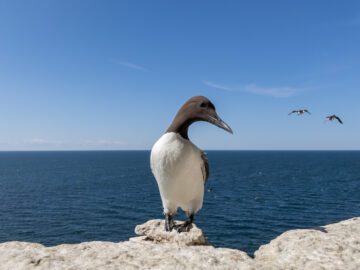 En sillgrissla står på kanten av klipphyllan, med blått vatten i bakgrunden.