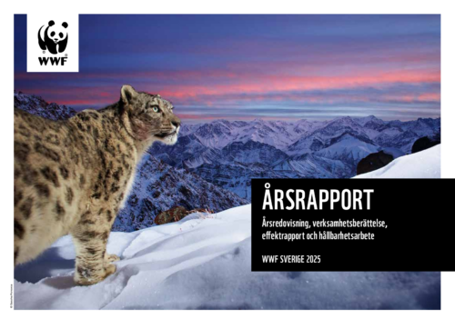 årsrapport 2025 omslag WWF årsrapport 2025 omslagsbild föreställande en snöleopard. I horisonten syns snöklädda berg och en solnedgång.