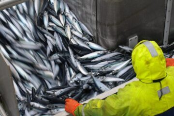 En person i gul regnkläder hanterar en stor mängd silverfärgad fisk som töms från ett industriellt kärl.