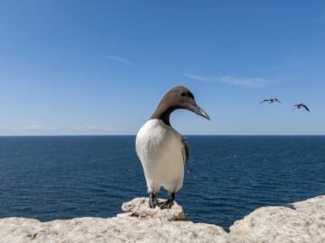 En sillgrissla längst ut på klipphyllan, med blått vatten i bakgrunden