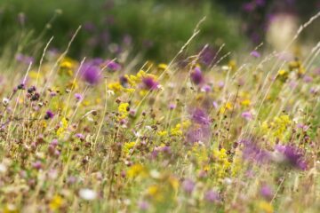 Flera ängsblommor syns, lila och gula i högt gräs