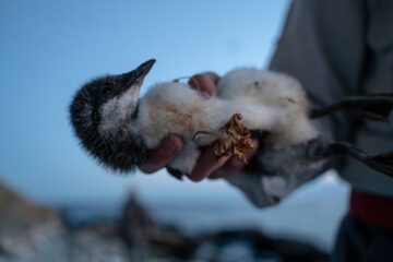 En hand håller en fluffig sillgrissleunge med svartvit fjäderdräkt, mot en suddig bakgrund av himmel och landskap.