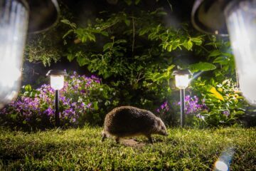 Hedgehog (Erinaceus) Igelkott i trädgård