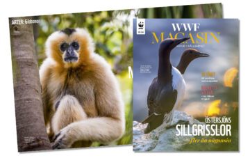 WWF magasin nr 2 2026 omslag och uppslag bakom.