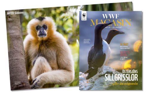 Omslag + Uppslag WEB WWF magasin nr 2 2026 omslag och uppslag bakom.