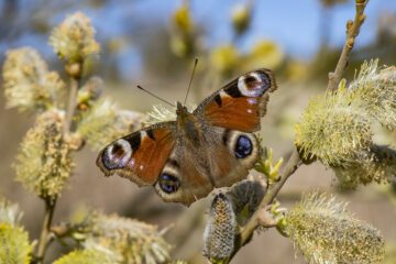 Fjärilen påfågelöga (aglais io) syns på en blommande sälg (salix caprea).