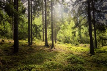 Press trip to Tiveden, a project for sustainable forestry. Blandskog i full grönska, med sol som strålar genom trädkronorna.