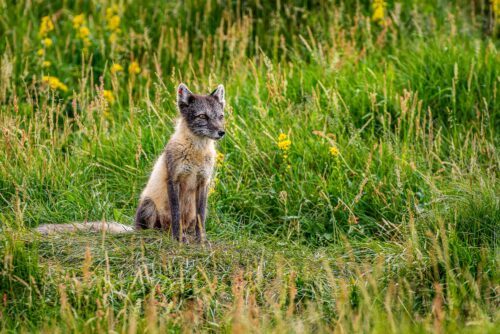 Arctic fox / Fjällräv (Vulpes lagopus, syn Alopex lagopus) Fjällräv på sommaren, i grönt gräs