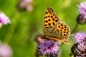 En fjäril med orangea vingar med svarta prickar sitter på en lila blomma med gröna och oskarpa bakgrundsdetaljer.