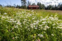 Äng på f.d. granplantage Äng på före detta granplantage som restaurerats av Örebro kommun. Gårdsjötorp, mitt i Ekopark Bergslagen. Bild: Ola Jennersten/WWF/N/TT