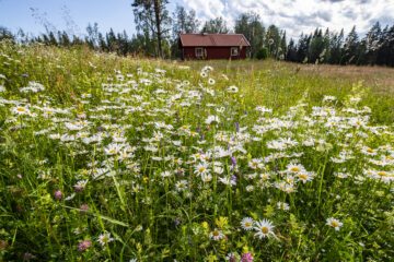Äng på f.d. granplantage, © Bild: Ola Jennersten Äng på före detta granplantage som restaurerats av Örebro kommun. Gårdsjötorp, mitt i Ekopark Bergslagen. Bild: Ola Jennersten/WWF/N/TT