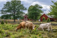Naturbetesdjur på naturbete Foto Ola Jennersten Naturbetesmarker är bland de mest artrika miljöerna i Sverige – naturbetesdjuren gör ett viktigt jobb. Foto: Ola Jennersten