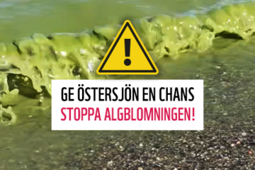 Algblomning i Östersjön
