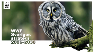 WWF Sveriges strategu 2026-2030 Omslagsbild till WWF Sveriges strategi 2026-2030. Omslagsbilden har "WWF Sveriges strategi 2026-230 i vit text, samt en bild på en lappuggla som tittar in i kameran.