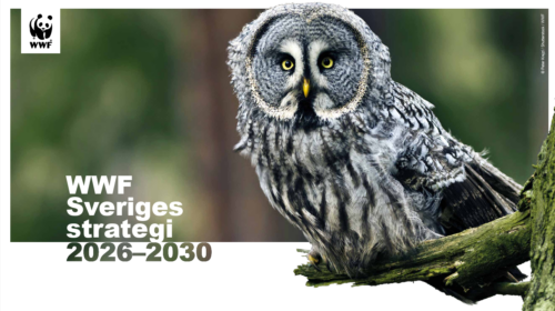 WWF Sveriges strategu 2026-2030 Omslagsbild till WWF Sveriges strategi 2026-2030. Omslagsbilden har "WWF Sveriges strategi 2026-230 i vit text, samt en bild på en lappuggla som tittar in i kameran.