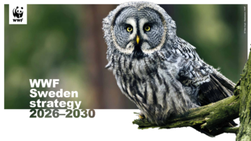 WWF Sweden strategy 2026-2030 Omslagsbild till WWF Sveriges strategi: Titeltext: "WWF Sweden strategy 2026-2030". Bilden föreställer en lappuggla som sitter på en gren, med skog i bakgurnden.