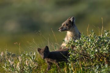 Två fjällrävar i svenska fjällen.
