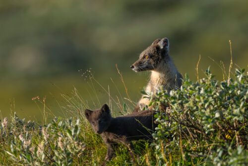Två fjällrävar i svenska fjällen.