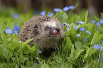 En igelkott bland blå blommor slickar sig runt munnen