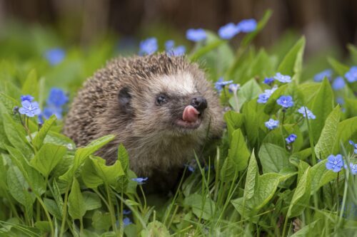 En igelkott bland blå blommor slickar sig runt munnen