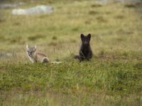Arctic fox (Vulpes lagopus). Två fjällrävar i grön fjällmiljö.