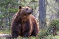 Den 21 augusti startar årets björnjakt. I år får totalt 394 björnar fällas, en minskning från förra årets 465 björnar. Foto: Ola Jennersten / WWF Sverige