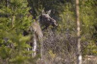 Original_WW13245044 Årets älgjakt startar 1 september i de norra delarna av landet. En livskraftig älgpopulation kräver mer än reglering genom jakt, menar WWF.. Foto: Ola Jennersten / WWF Sverige