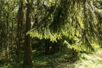 En grangren i förgrunden, tallskog i bakgrunden.