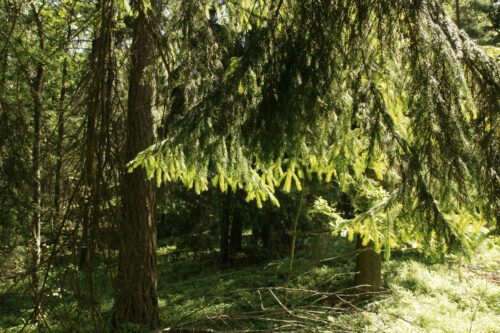 Skog Foto WWF.jpg WWFs opinionsundersökning visar att en tredjedel av Sveriges privata skogsägare vill övergå till hyggesfritt skogsbruk. Foto: WWF