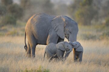 Två elefanttvillingar med en vuxen elefant, Amboseli National Park, Kenya