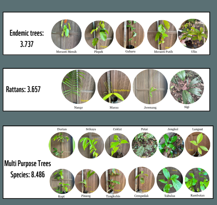 Habangoi Species planted map Kalimantan