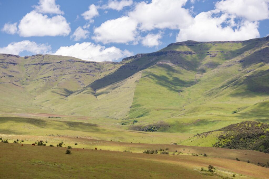 Landscape showing contrasting grassland condition under different grazing and fire management in the Eastern Cape Drakensberg Grasslands