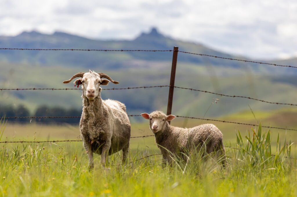 two sheep stand in a field in the Eastern Cape Drakensberg grasslands of South Africa